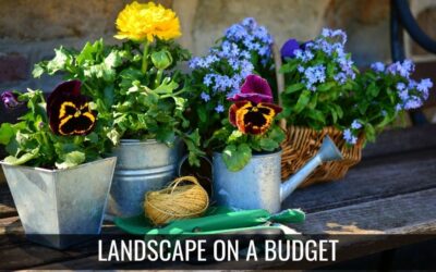 Landscape on a Budget