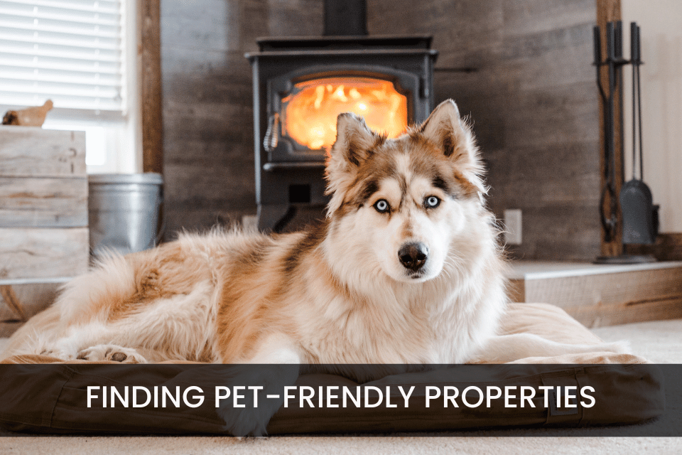 Pet-Friendly Properties – How to Find the Right Home for You and Your Furry Friends